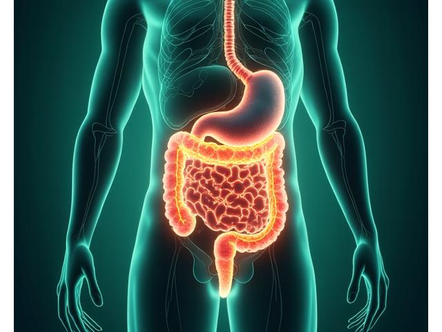 A scientific illustration of the human digestive system with healthy gut bacteria represented by glowing circles, conveying internal balance and wellness.